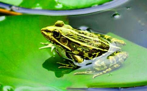 ������дʫ����ѧ��˼(11ƪ)