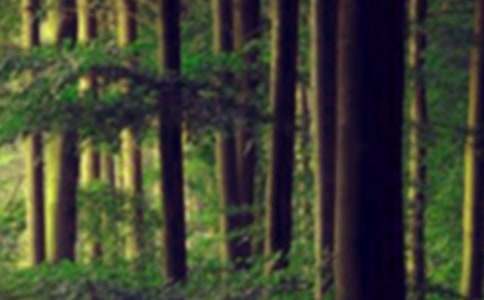 ľż��ɭ�ֶ���м���15ƪ