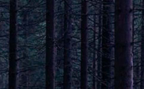 �����ɭ�֡��ۺ��(�ϼ�15ƪ)