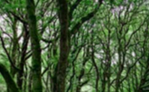 ɭ�ַ����������