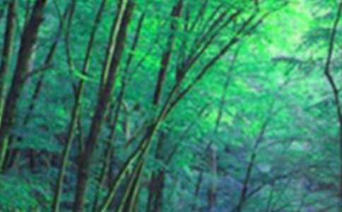 ��ɭ�ַ���С�లȫ�̰�����ѡ5ƪ��