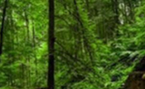 һ�꼶ɭ�ַ������̰�ģ�壨ͨ��8ƪ��