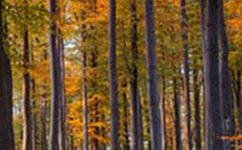 ɭ�ֿ������̰�