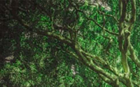 Сѧɭ�ַ���̰�