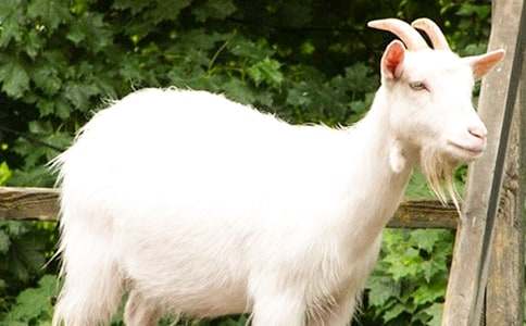 中班语言(看图讲述)山羊开店教案