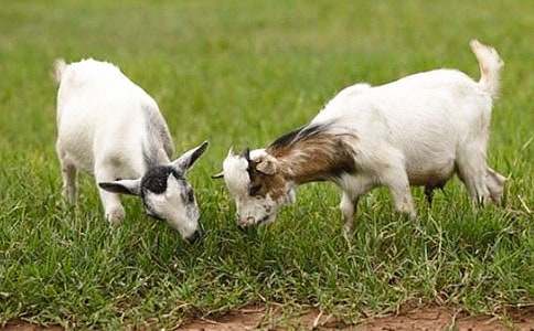 ɽ�򲻳����òݶ����