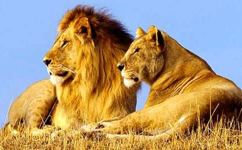 ʨ�����ۺ��(����15ƪ)