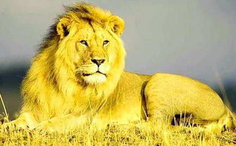 ʨ�Ӻ�¹��ѧ��˼15ƪ