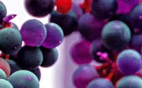 水果买卖合同【热】