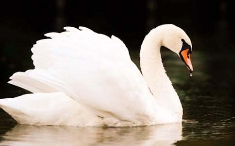 天鹅的故事说课稿