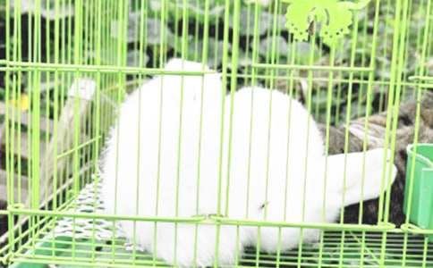 ��ʨ�Ӻ����ӡ���ѧ��˼