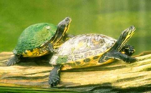 �������ڹ����Խ̰�