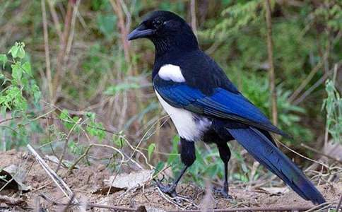 《树和喜鹊》教学反思