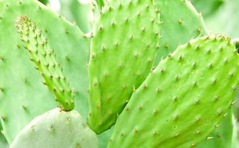 ���ر���������Сѧ����4ƪ