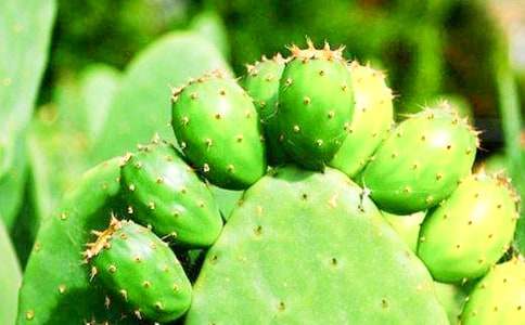 ������Сѧ����