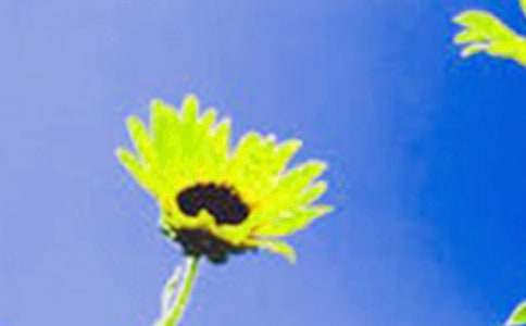 中班美术活动《向日葵》教学反思