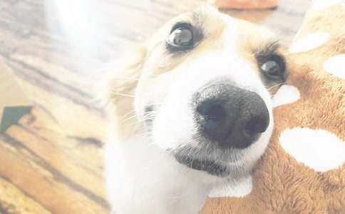 关于小狗的话题作文(5篇)