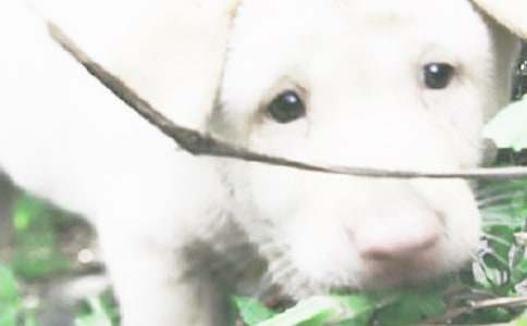 可爱的小狗话题作文6篇