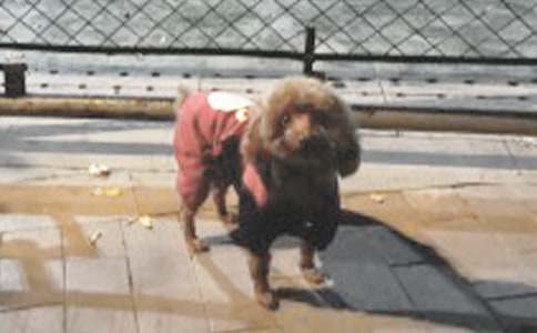 可爱的小狗话题作文(精选11篇)