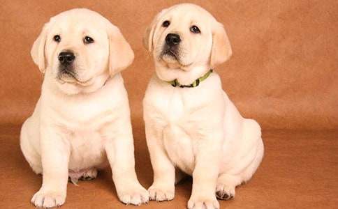 小狗话题作文(合集15篇)