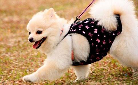 �й�С��Сѧ����400��3ƪ