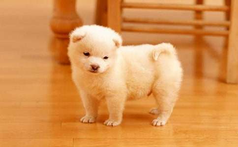 【实用】小狗小学作文汇编九篇