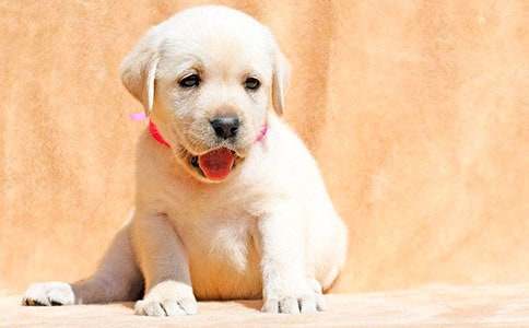 可爱的小狗话题作文(汇编11篇)