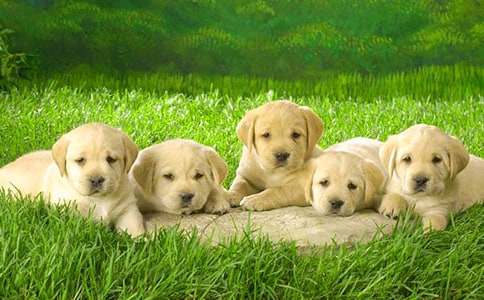 以小狗为话题的作文11篇