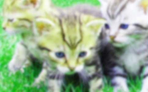 ʵ�õ�СèСѧ����400�ֻ���5ƪ