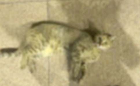 ����СèСѧ����300�ּ�����ƪ