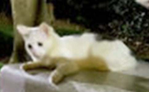 �й�СèСѧ����400�ּ���9ƪ