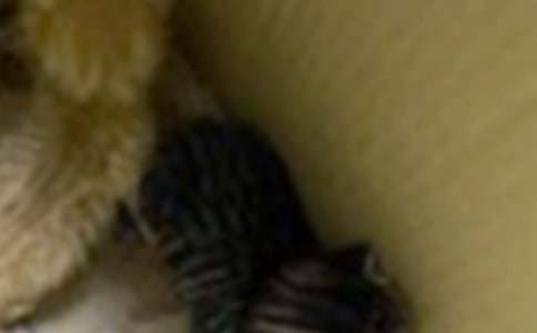 ��������СèСѧ���Ļ�����ƪ