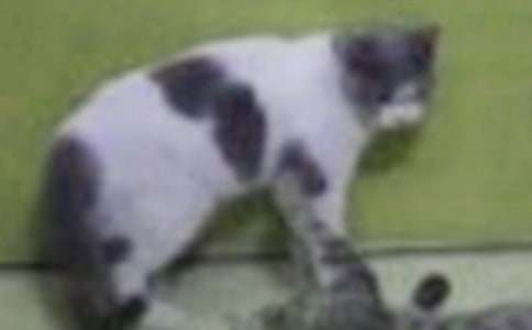 �й�СèСѧ����400�ֻ��ܾ�ƪ