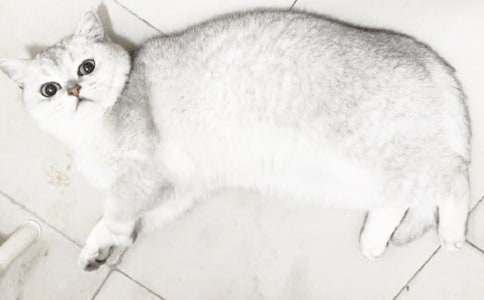 精选小猫小学作文400字集锦6篇