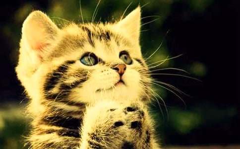 ����СèСѧ����400�ּ���7ƪ