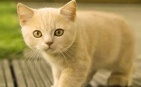 ����Ʒ��СèСѧ����300�ֽ�����ƪ