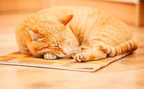 ����Ʒ��СèСѧ����400�ּ���7ƪ