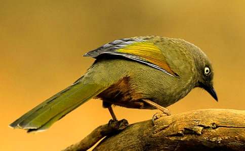 ��С����ʨ������ѧ��˼