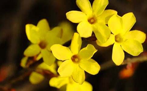 【精品】迎春花小学作文三篇