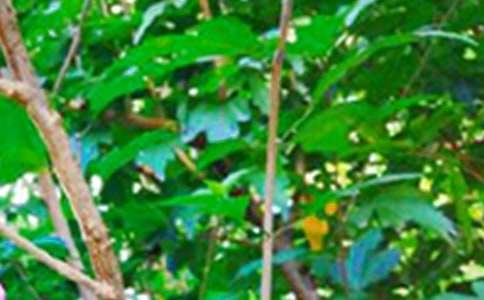 2026年经典治愈系早安问候语短信28条