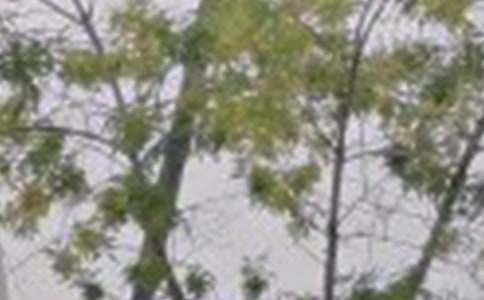 每天早安问候语