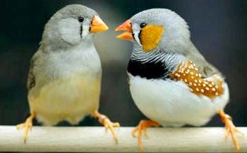 �������񡷽�ѧ��ƺϼ�15ƪ