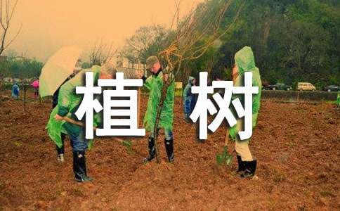 ��ֲ��Ϊ���������