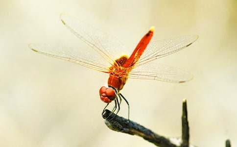 ����Сѧ����15ƪ