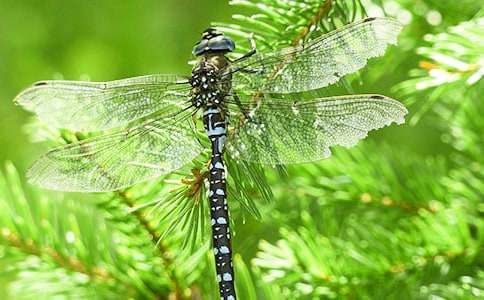 ����Сѧ����(15ƪ)