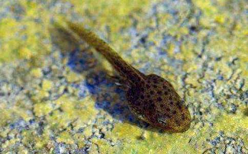 小班健康小蝌蚪找妈妈教案(精选11篇)