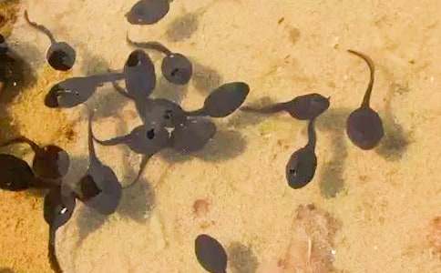 С���ۺϽ̰�����ʶ���̰�����ѧ��˼