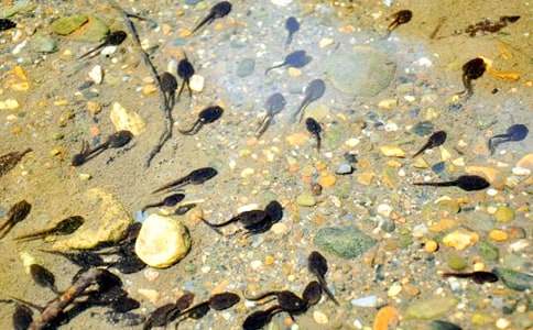 小蝌蚪找妈妈教案