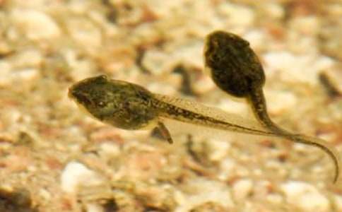 ʵ�õ�С���������̰�ģ����ƪ