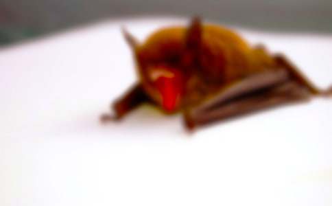 蝙蝠和雷达教案合集五篇